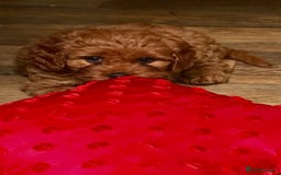 Cavapoo dogs for stud: Extensively Heath Tested Deep Red Min Poodle in Mansfield - Image 13