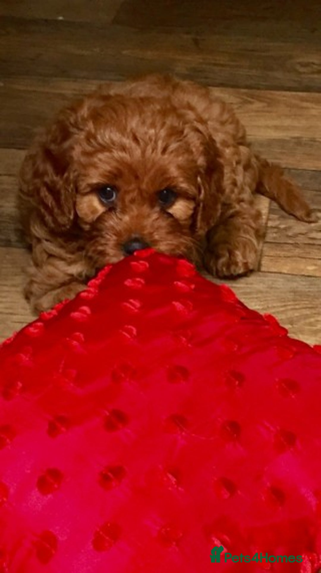 Cavapoo dogs for stud: Extensively Heath Tested Deep Red Min Poodle in Mansfield - Image 13