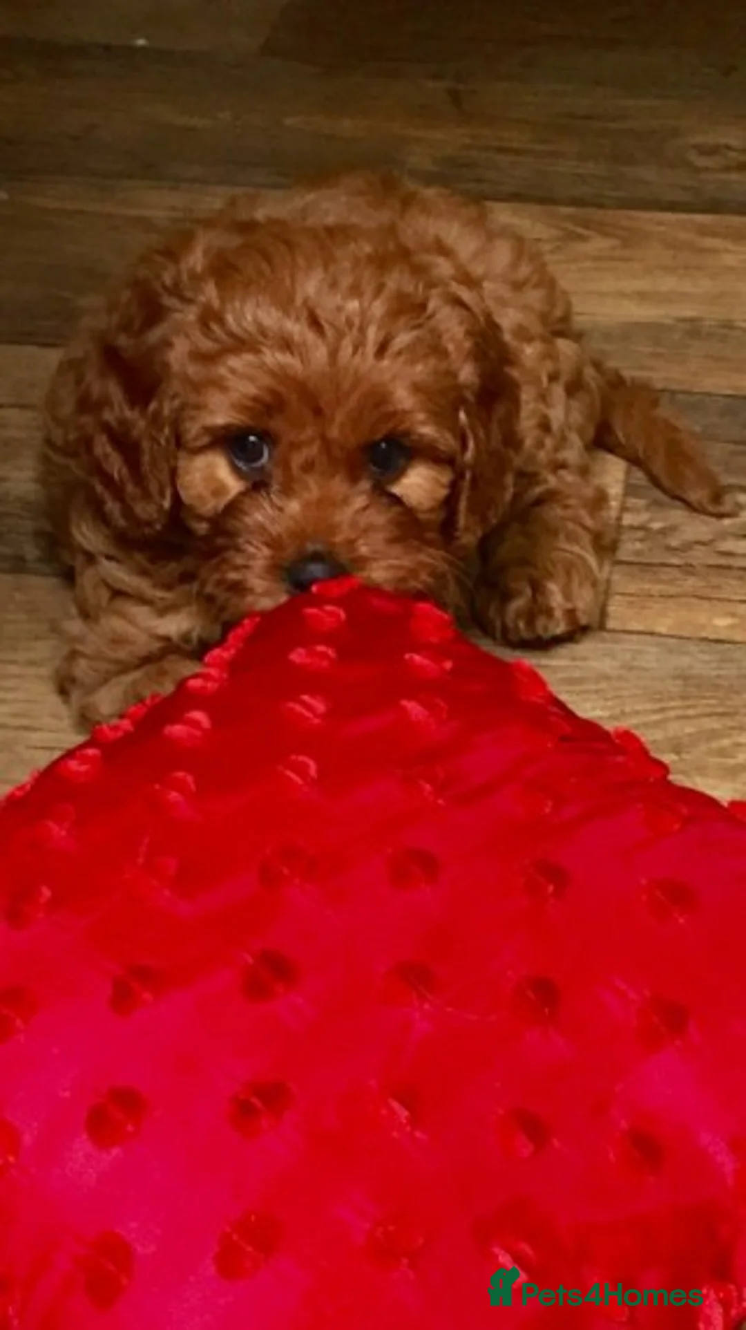 Cavapoo dogs for stud: Extensively Heath Tested Deep Red Min Poodle in Mansfield - Advert 13