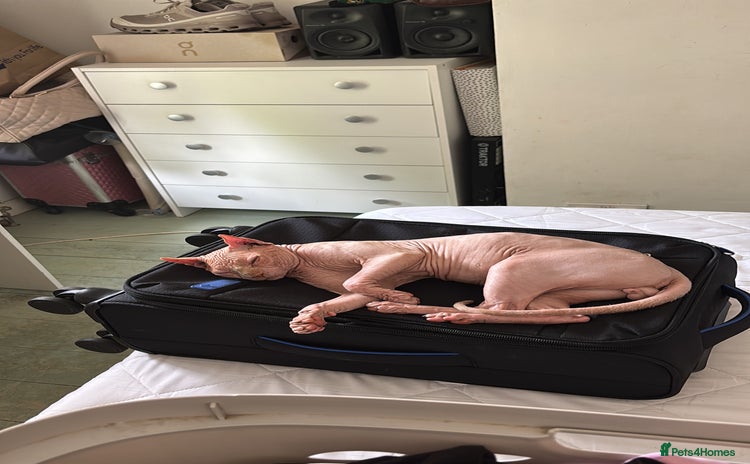 Sphynx cats - Advert 8