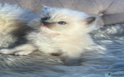 Ragdoll cats for sale: Ragdoll kittens pure breed!!! 😺 - Image 15