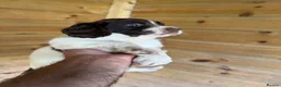 English Springer Spaniel dogs for sale: Parents KC registered FTCH line pups - Advert 1