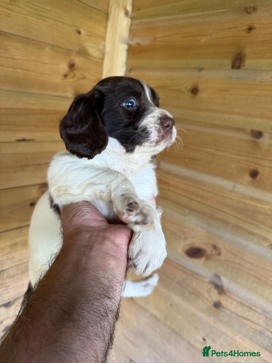 English Springer Spaniel dogs for sale: Parents KC registered FTCH line pups - Advert 1