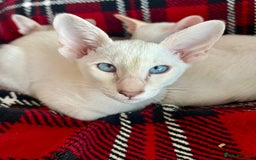 Siamese cats for sale: Siamese Oriental kittens superb pedigree GCCF  - Image 11