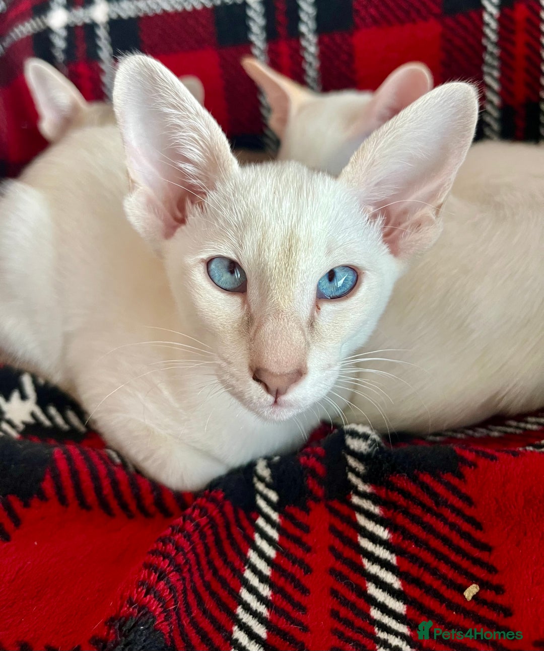 Siamese cats for sale: Siamese Oriental kittens superb pedigree GCCF  - Image 11