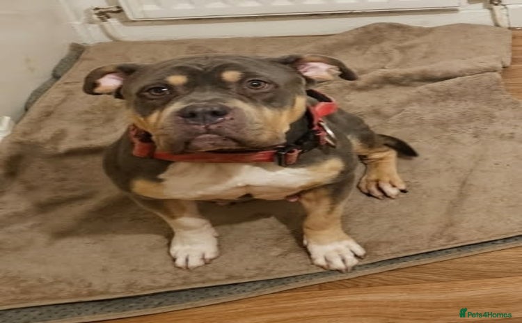 American Bully dogs - Advert 13