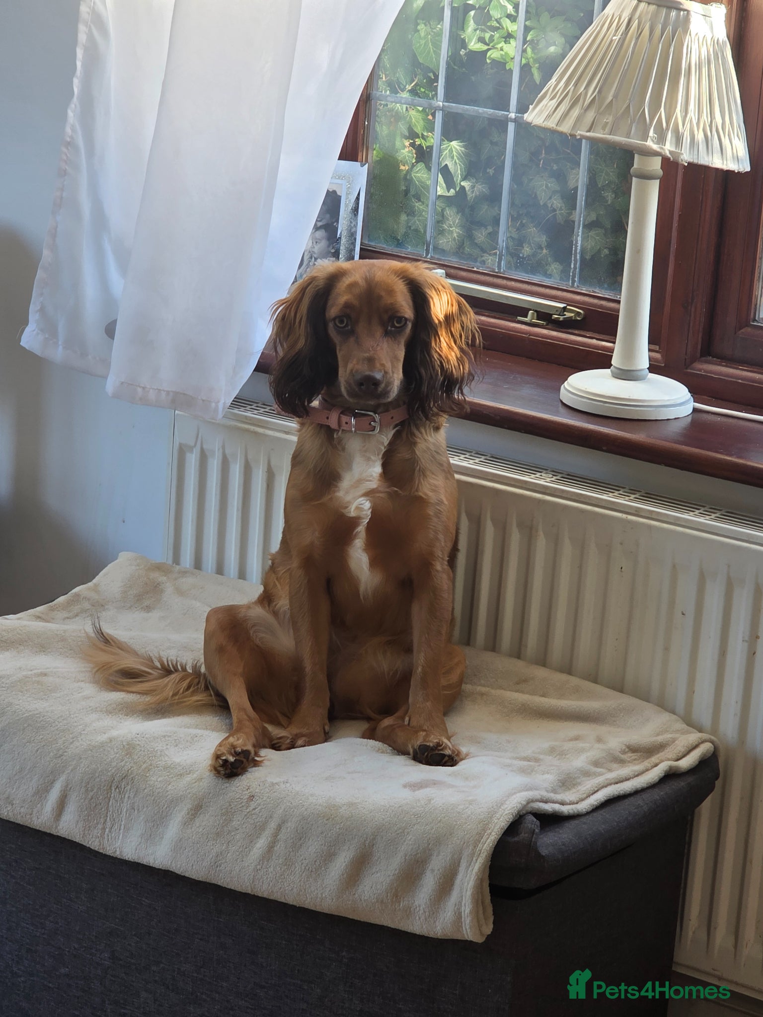 Bocker dogs Rehome - Advert 9