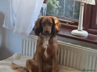 Bocker dogs Rehome - Advert 1