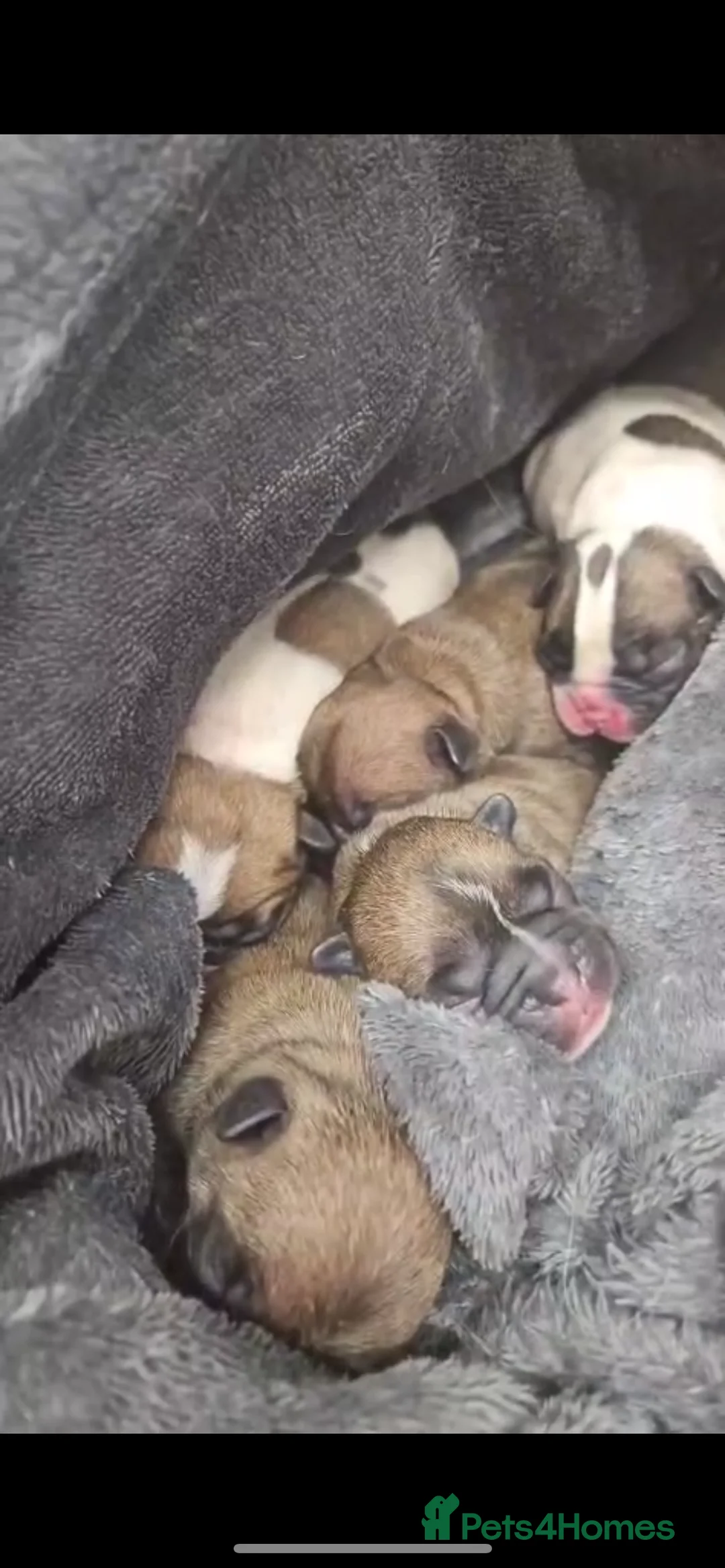 French Bulldog dogs for stud: Mani standard red silver fbce RFG 1  in Edinburgh - Advert 23