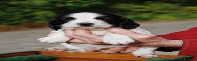 English Springer Spaniel Puppy 4