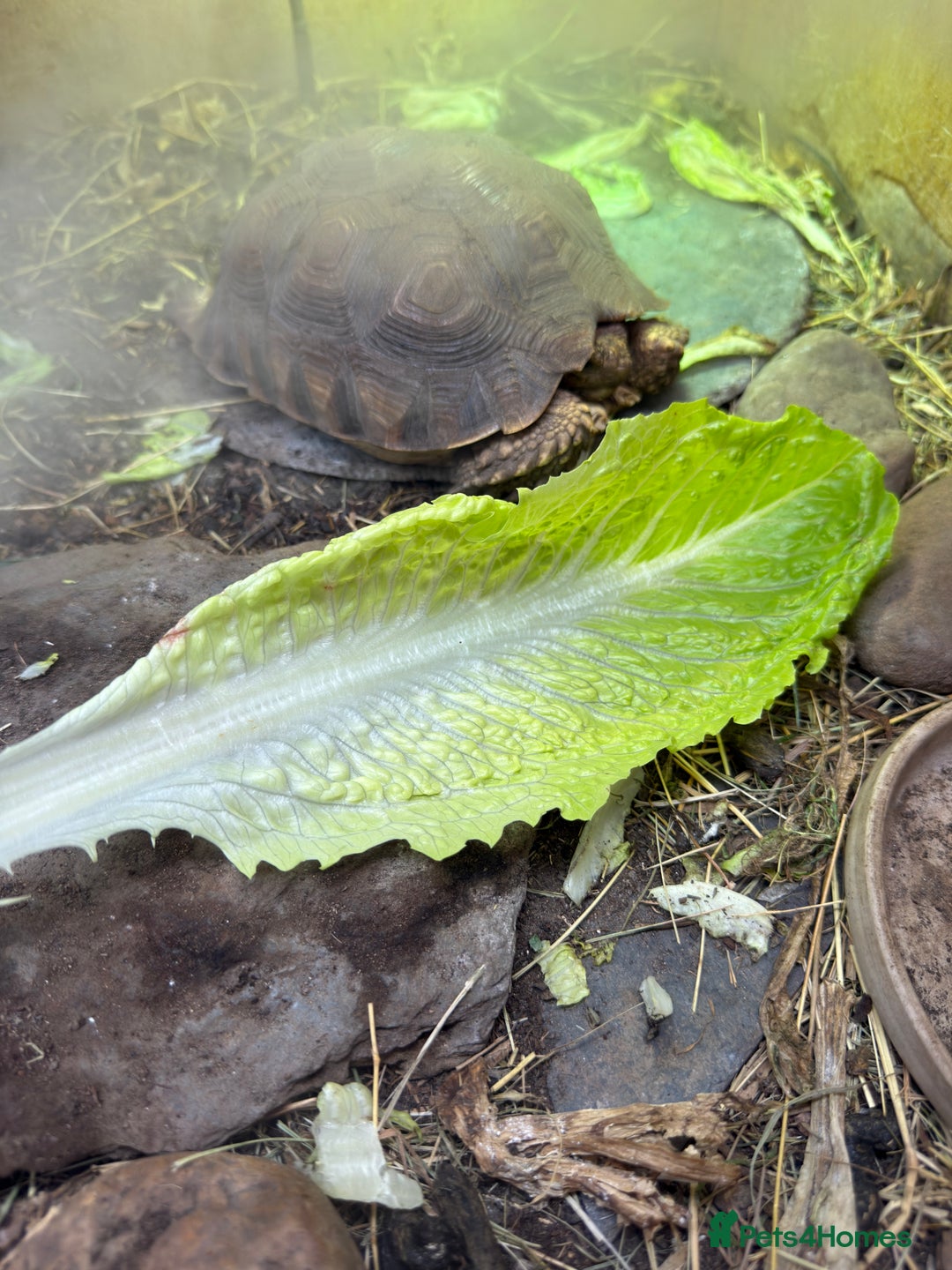 Tortoise reptiles for sale: Sulcata tortoise 20 months old - Advert 2