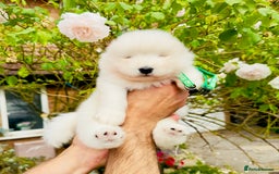 Samoyed dogs for sale: Stunning KC Registered Samoyed Puppies  - Image 5