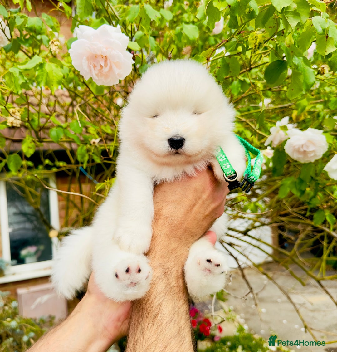 Samoyed dogs for sale: Stunning KC Registered Samoyed Puppies  - Image 5