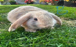 Mini Lop rabbits for sale: Mini Lop Rabbits For Sale  - Image 12