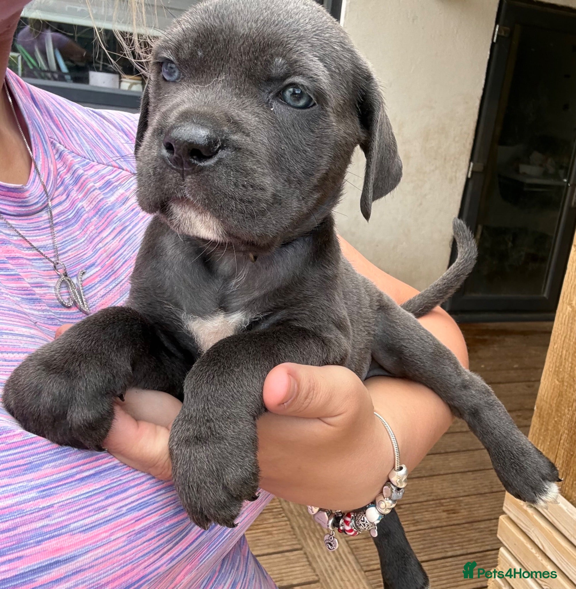 Cane Corso dogs Stunning cane corso 🐶 - Advert 1