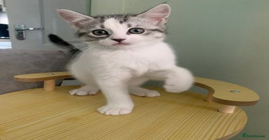 Maine Coon cats - Advert 6