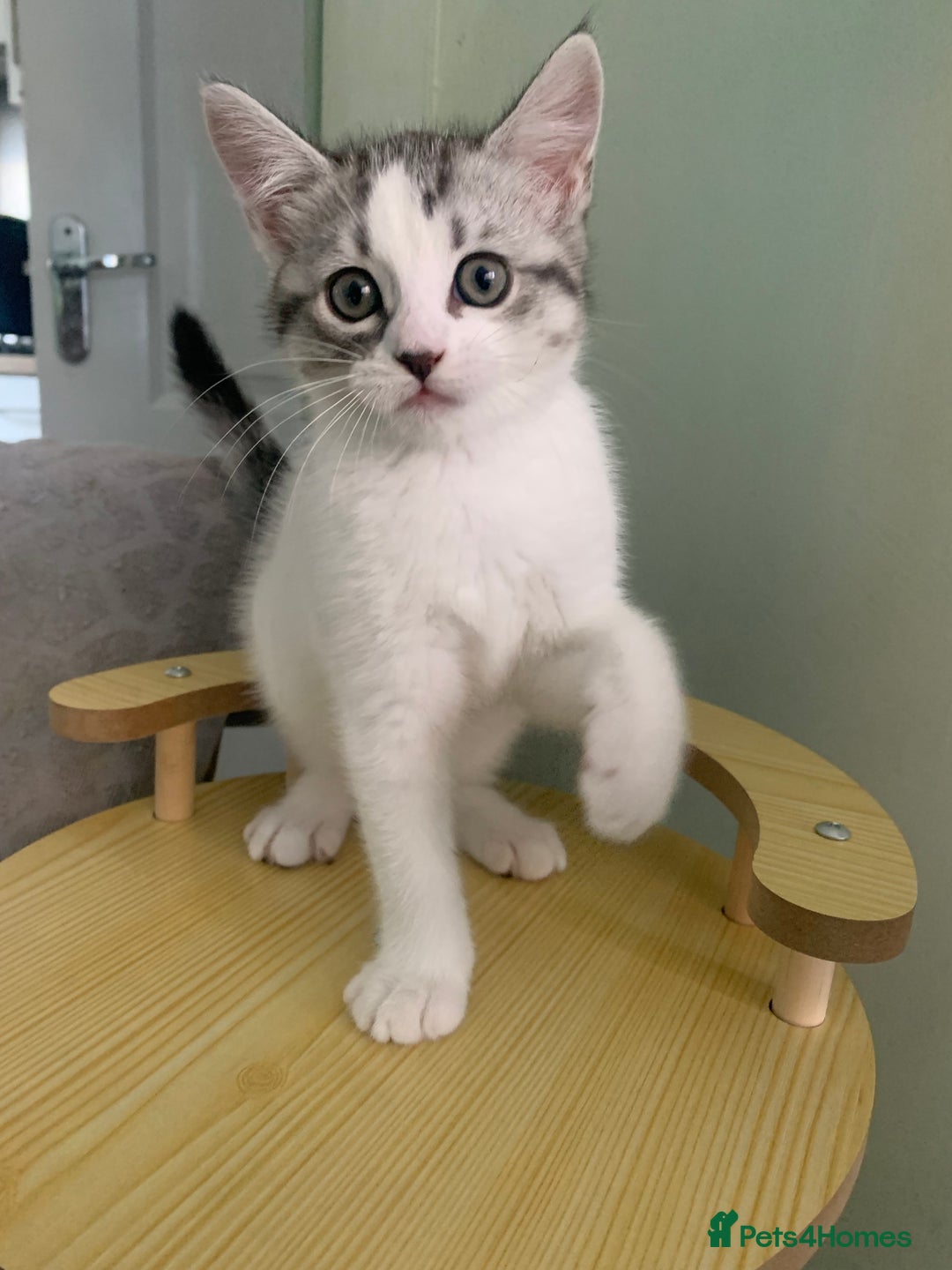 Maine Coon cats for sale: Silver spotted tabby & white girl kitten  - Image 3