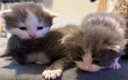 Mixed Breed cats for sale: Kittens for 5 star homes only  - Image 4