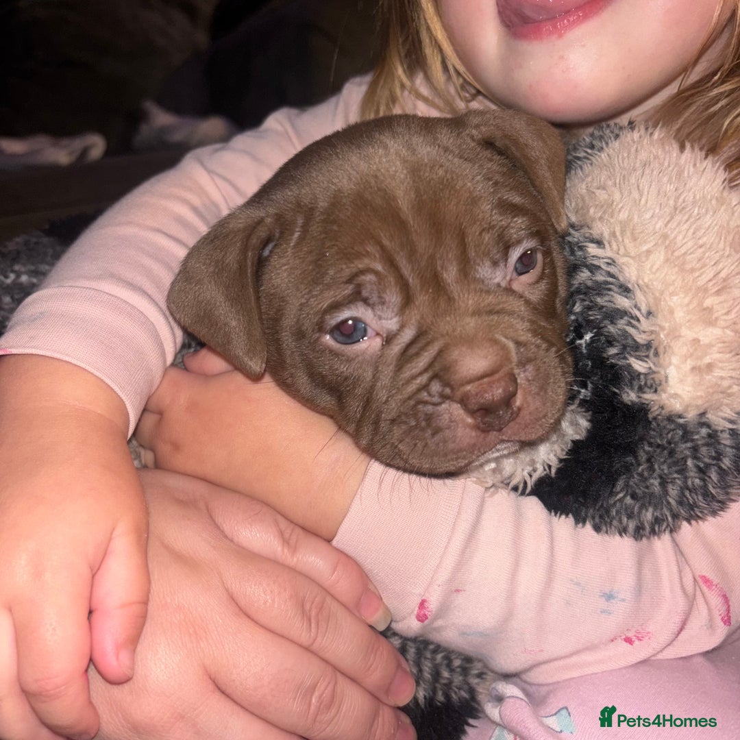 American Bully dogs for sale: Pocket bully pups ready too leave 11th dec - Advert 21