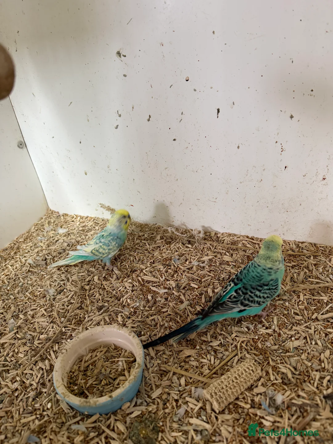 Budgerigars birds for sale:  Variety of budgies - Advert 8