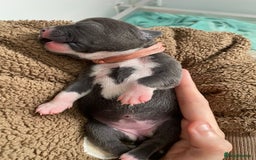 Staffordshire Bull Terrier dogs for sale: For Sale Blue Staffies/ Blue Staffordshire  - Image 8