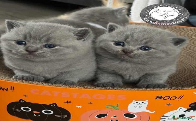 British Shorthair cats - Advert 15