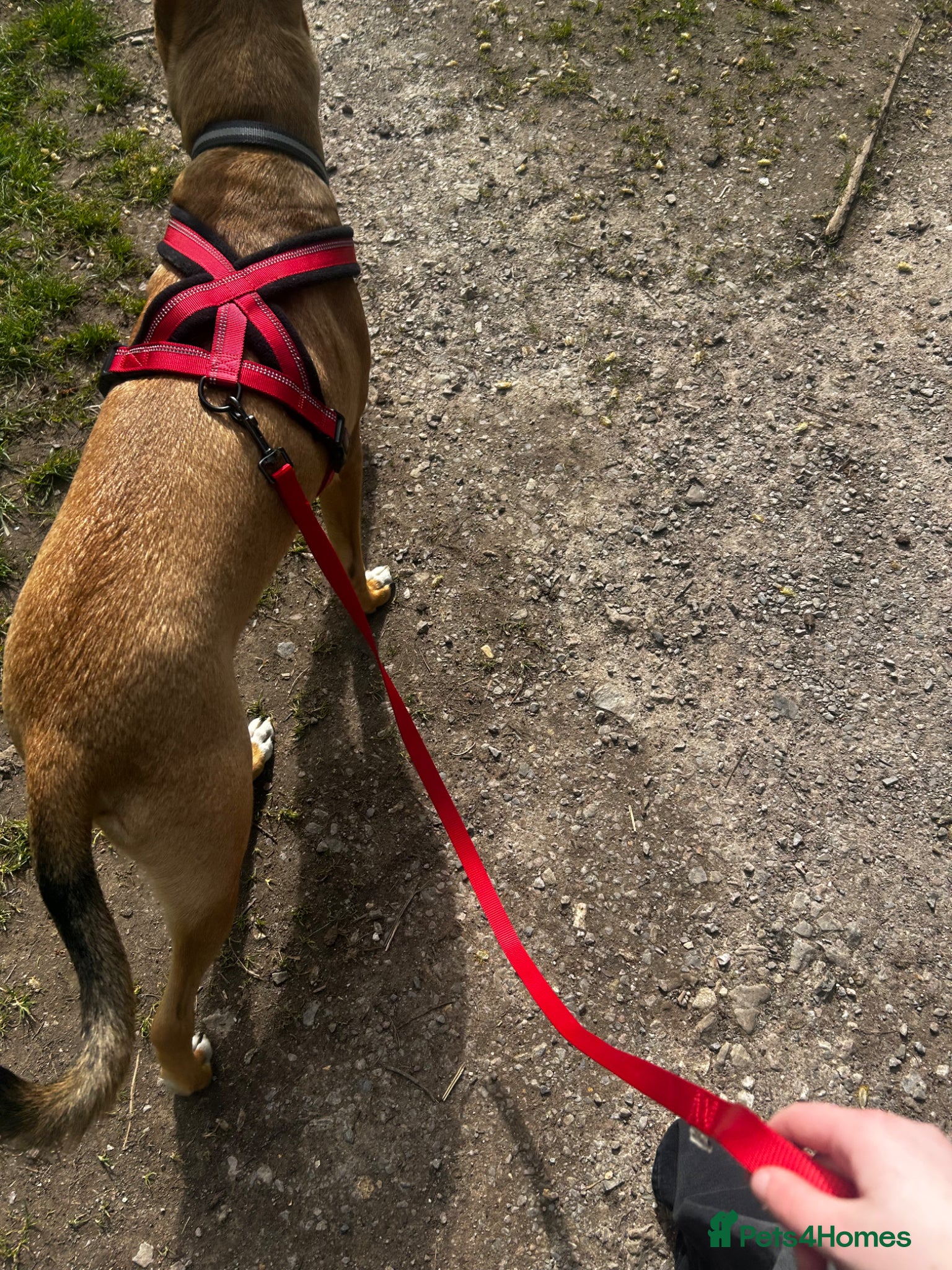 Mixed Breed dogs NEEDS HOME ASAP - Advert 5