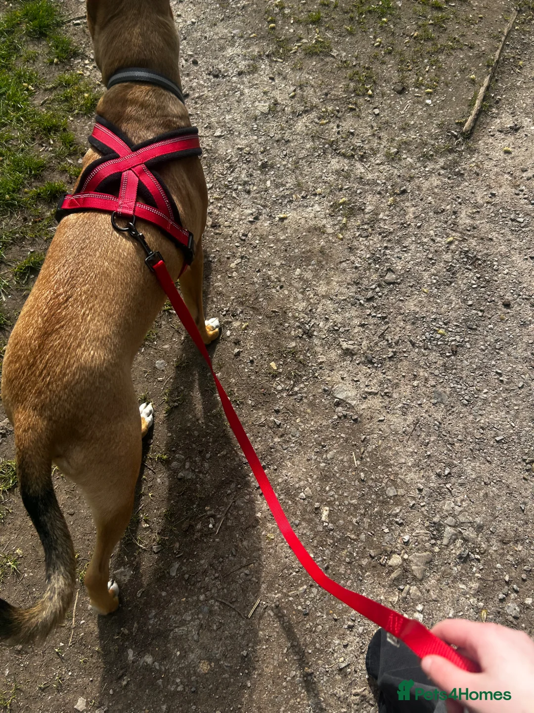 Mixed Breed dogs for sale: NEEDS HOME ASAP - Advert 1