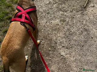 Mixed Breed dogs NEEDS HOME ASAP - Advert 5