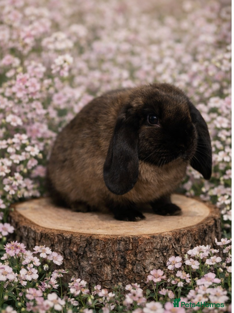 Mini Lop rabbits Stunning mini lop does for sale 🫶🏻 - Advert 17