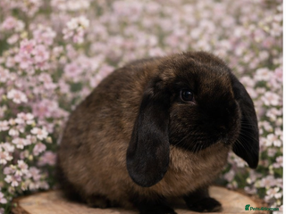 Mini Lop rabbits Stunning mini lop does for sale 🫶🏻 - Advert 15