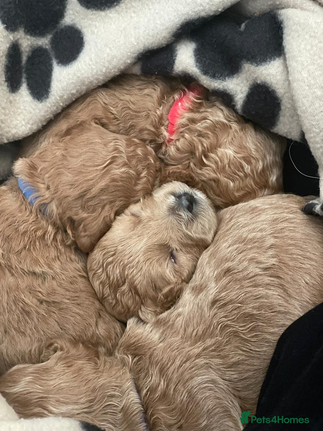 Toy Poodle dogs for stud: Proven red toy poodle For stud  ( Health tested )  in Rotherham - Image 25