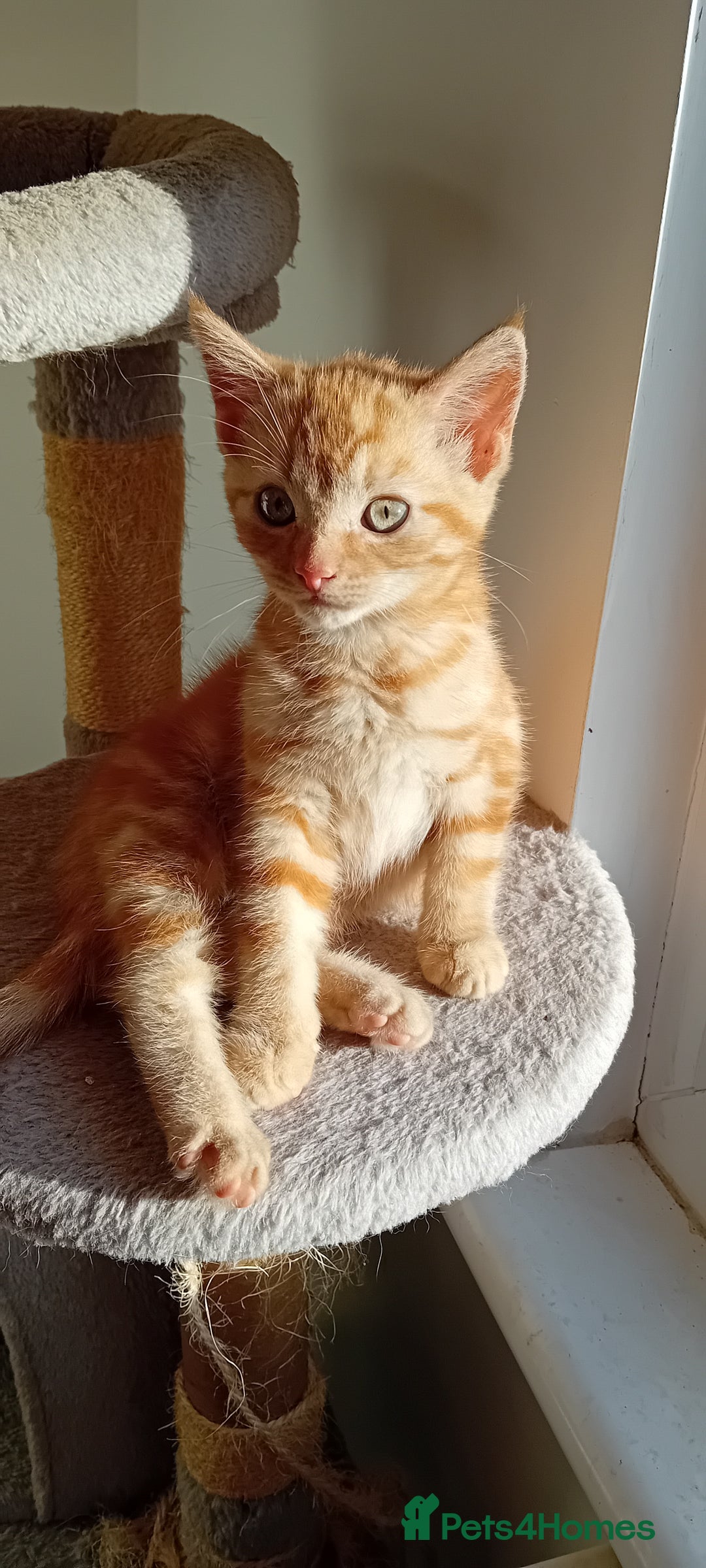 Mixed Breed cats for sale: Ginger kitten! - Advert 3
