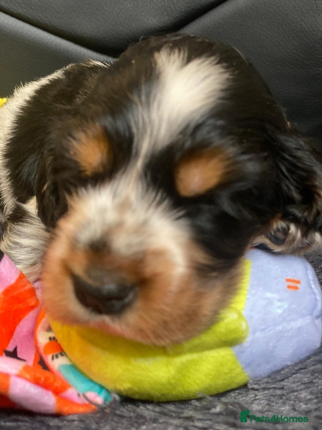 Cocker Spaniel dogs for sale: Show Cocel Spaniel- K.C. Reg. - Image 18