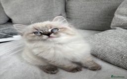 Siberian cats for sale: Siberian girl kitten  - Image 1