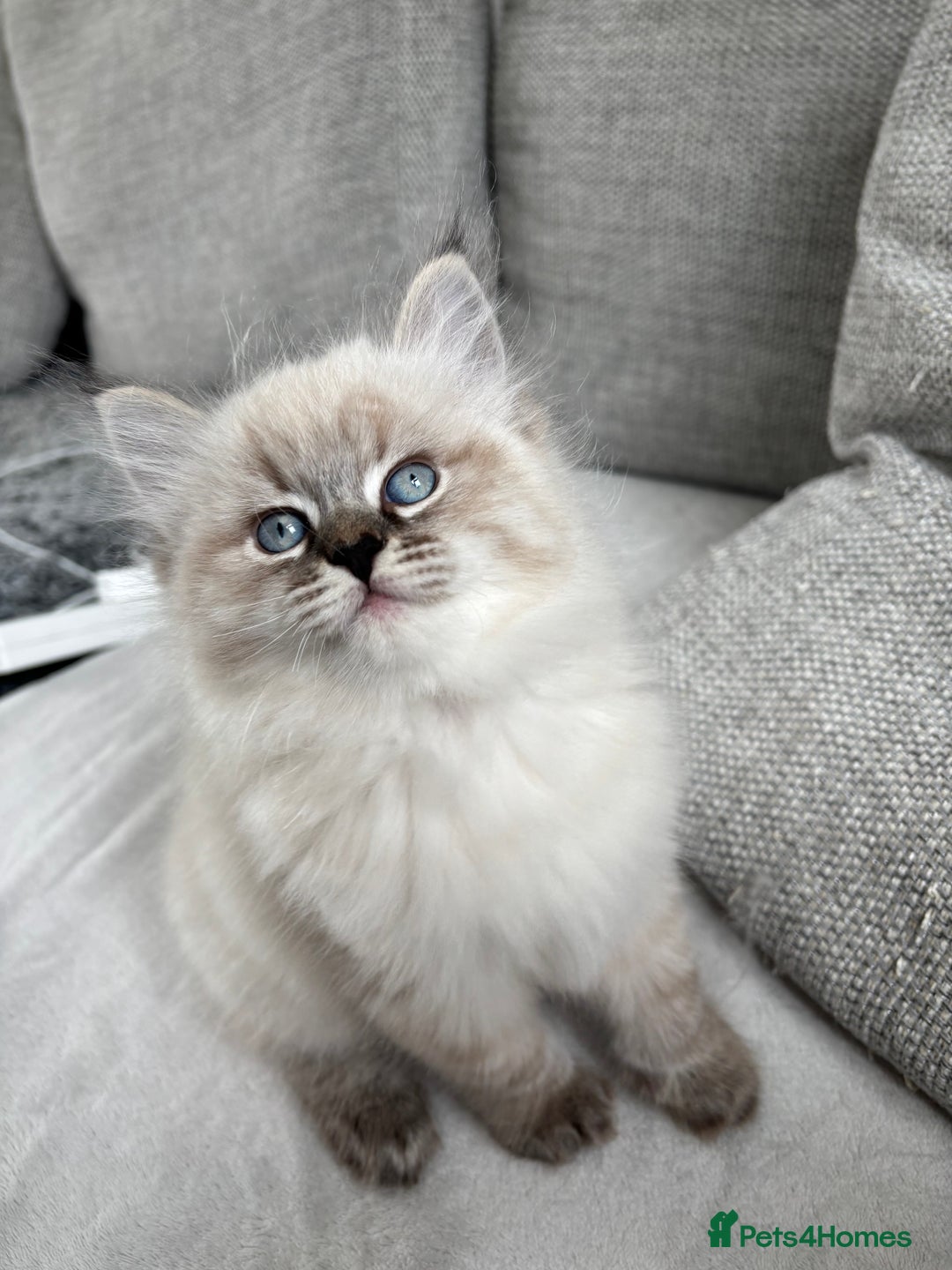 Siberian cats for sale: Siberian girl kitten  - Image 1