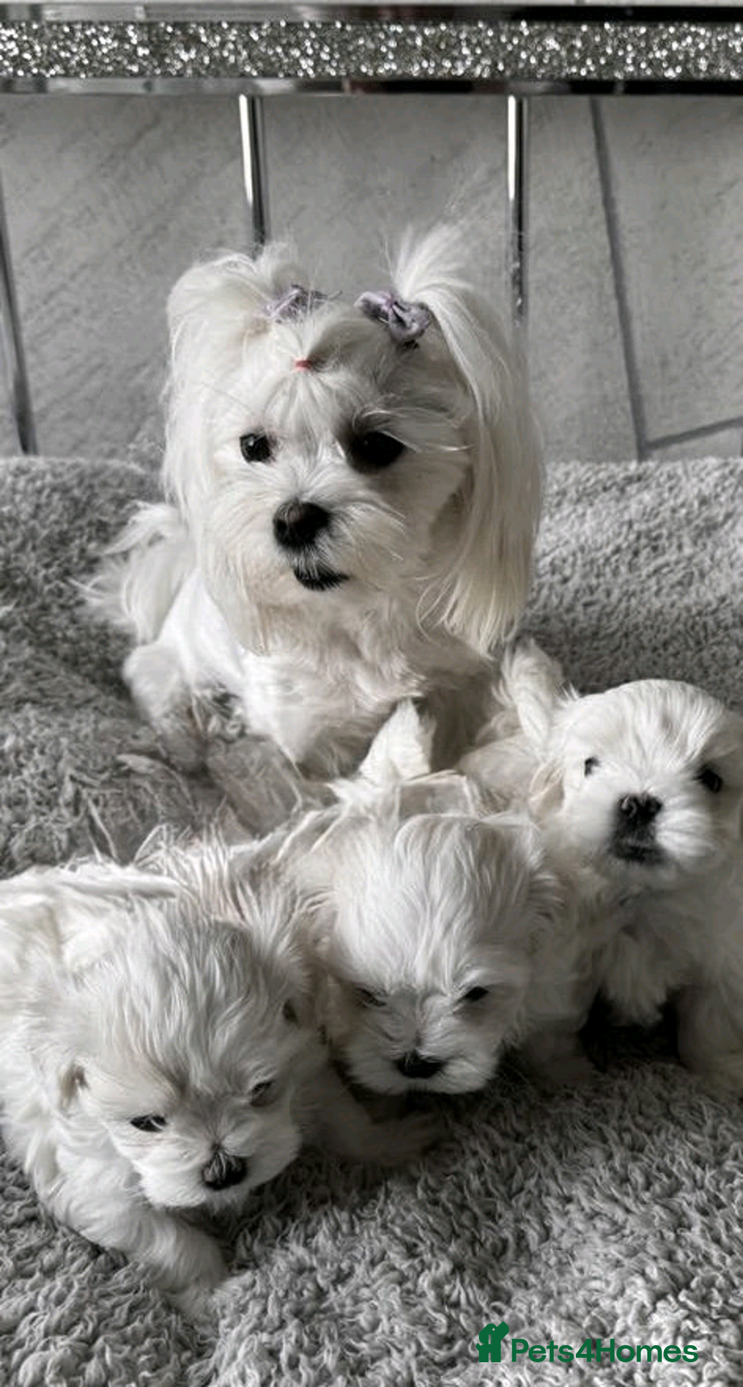 Maltese dogs for sale: Maltese puppies ready for new homes  - Advert 5