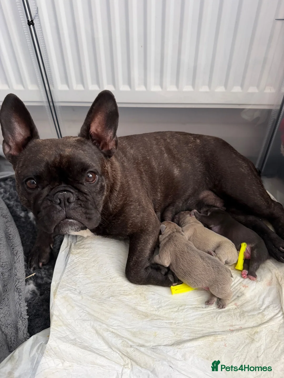 French Bulldog dogs for sale: Three stunning male French bulldogs for sale in Manchester - Advert 2