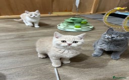 British Shorthair cats for sale: Adorable GCCF registered BSH kittens - Image 11