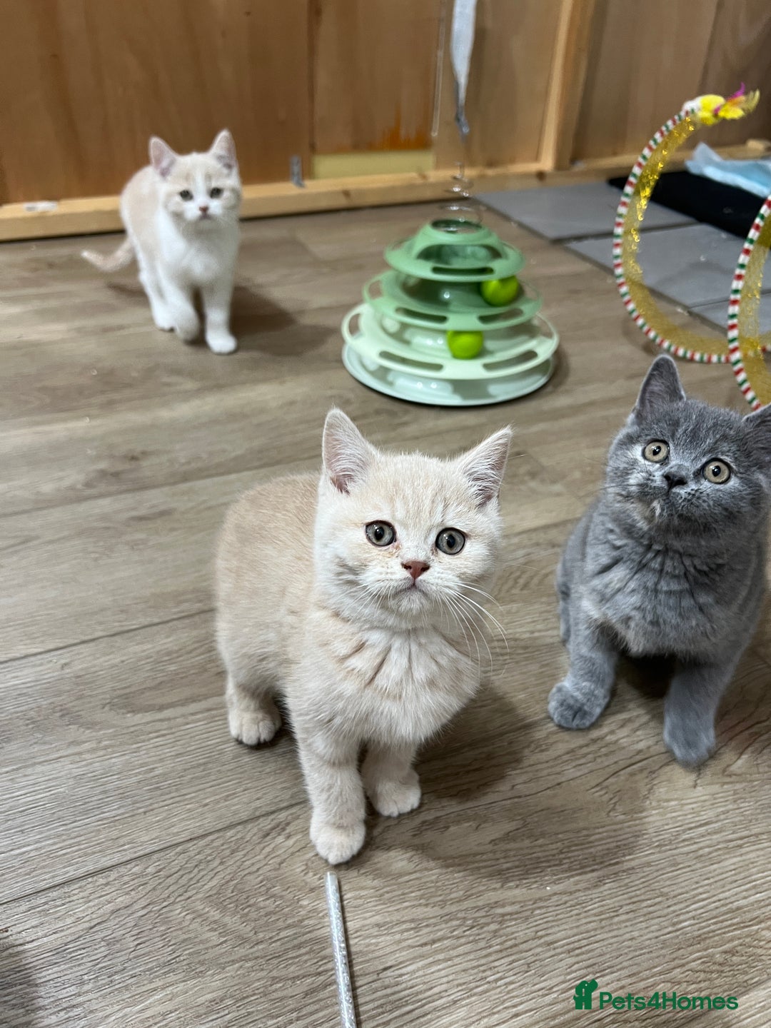 British Shorthair cats for sale: Adorable GCCF registered BSH kittens - Image 11