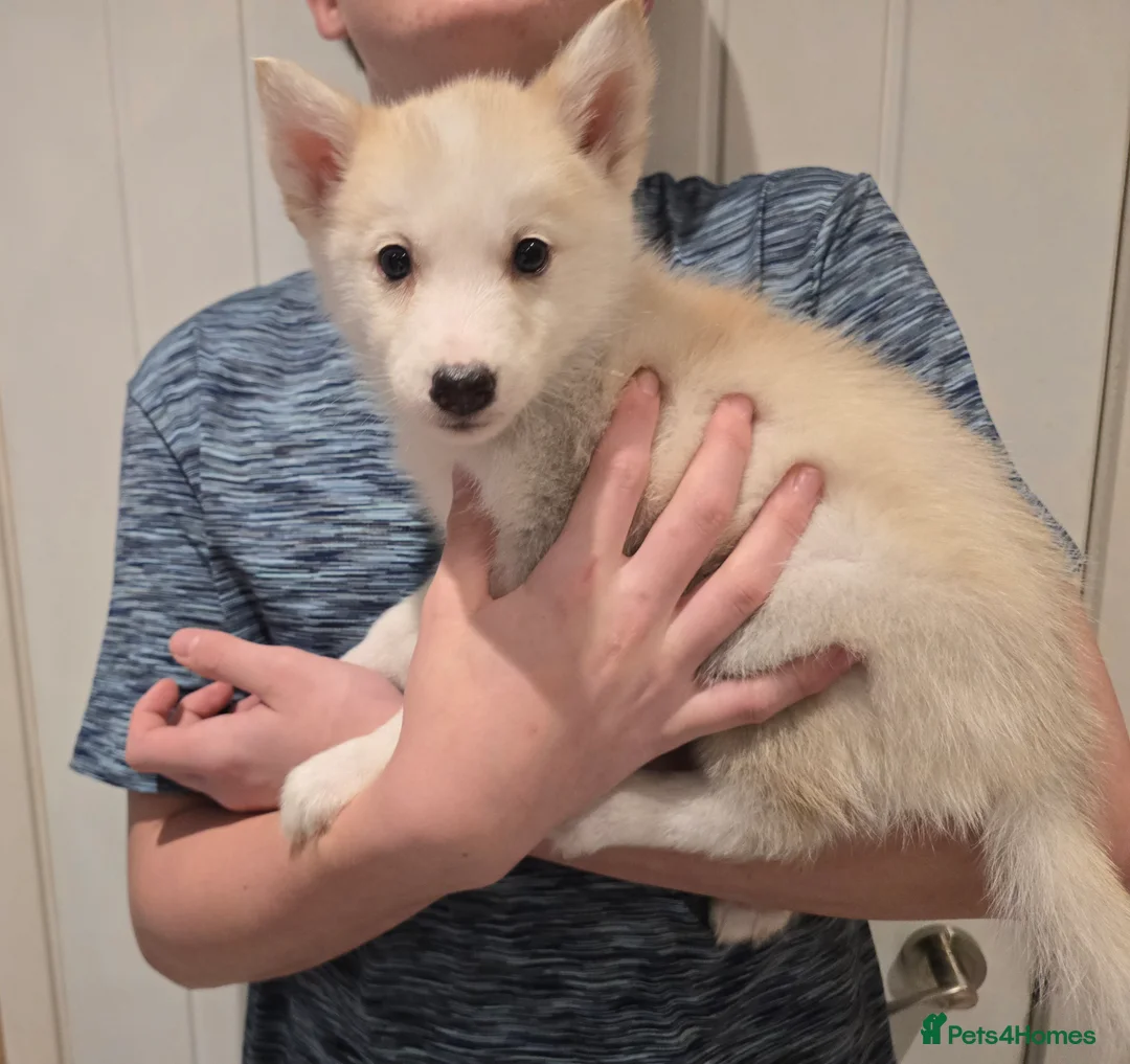 Siberian Husky dogs for sale: Ready Now last 2 girls left in litter - Advert 19