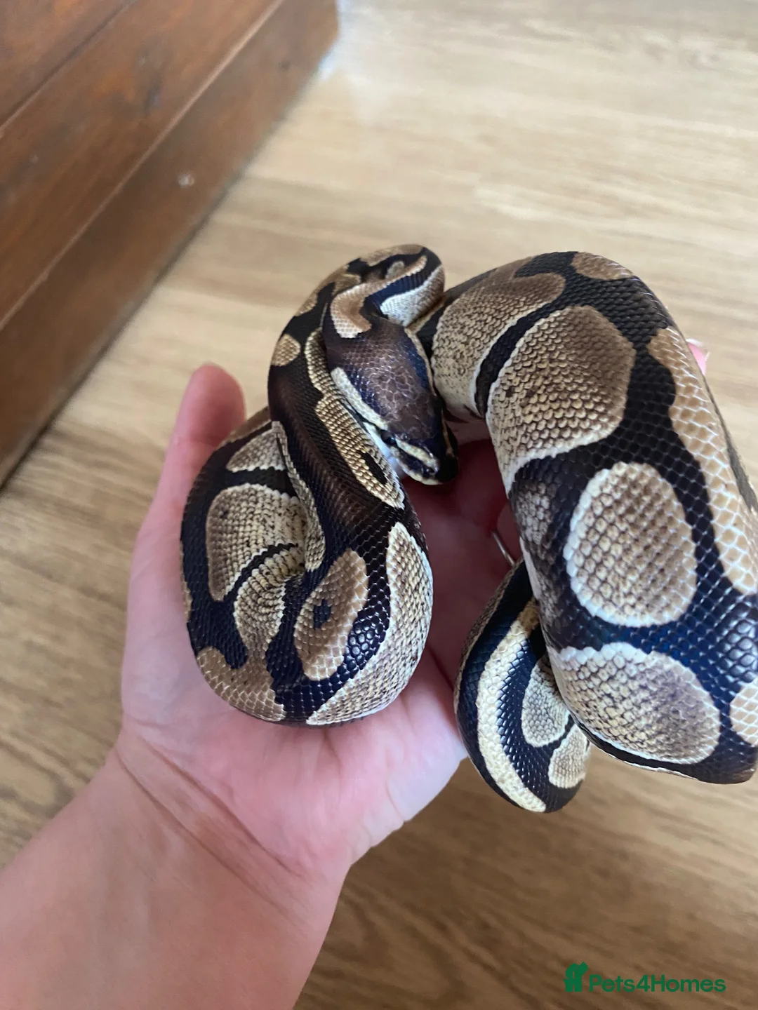 Python Snake reptiles for sale: Young ball python  - Advert 1