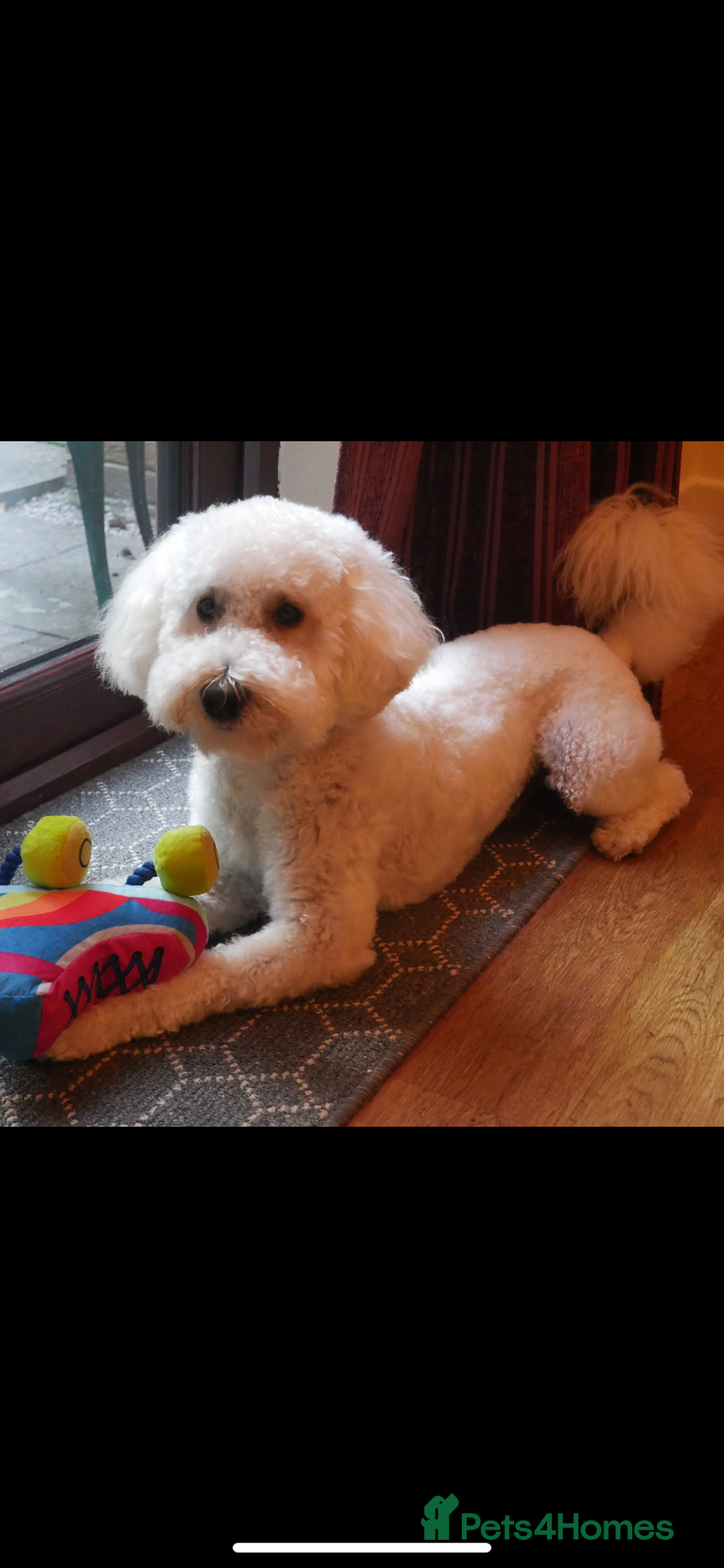 Labradoodle dogs for sale: Miniature Labradoodle  - Advert 13