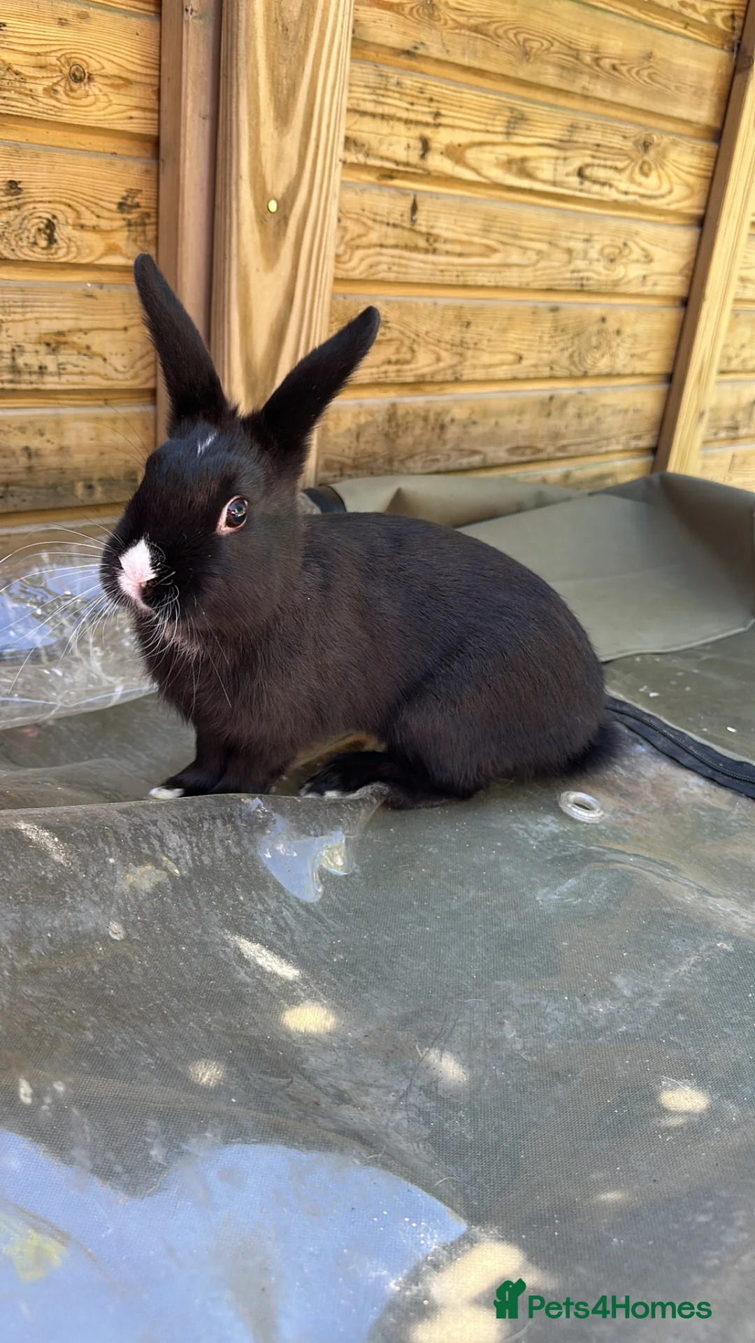 Mixed Breed rabbits for sale: Bunnies  - Advert 1