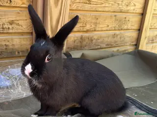 Mixed Breed rabbits for sale: Bunnies - Advert 2
