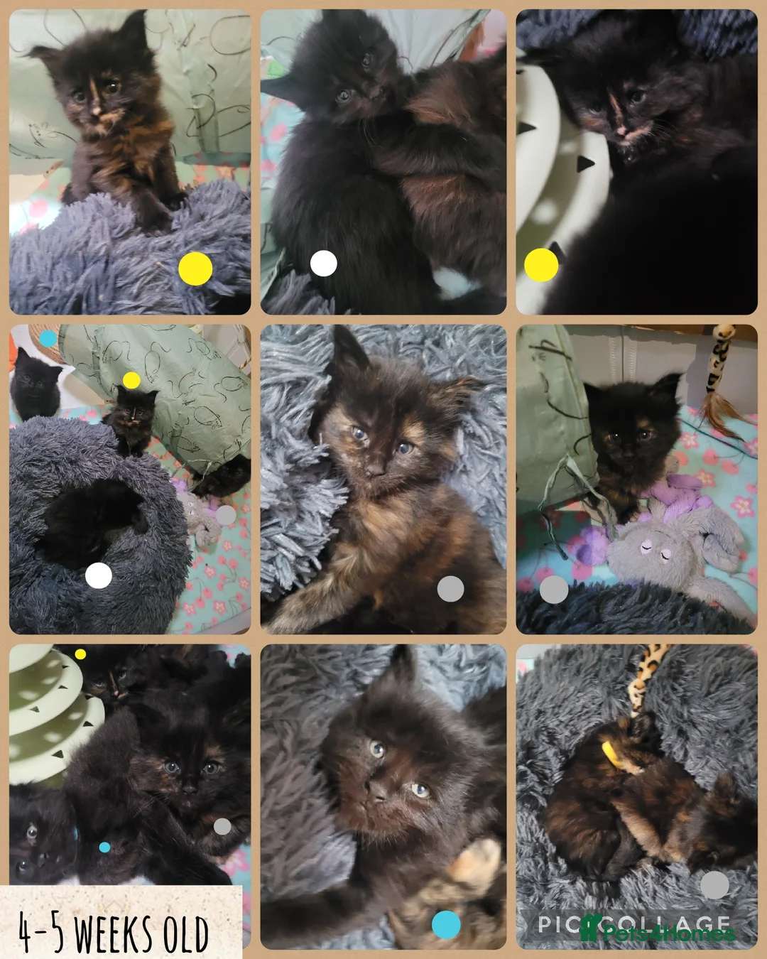 Maine Coon cats for sale: 🐾🐈‍⬛GORGEOUS 6 WEEK OLD MAINE COON KITTENS🐈‍⬛🐾 - Advert 12
