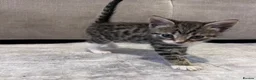 Domestic Shorthair cats for sale: Kittens ready to leave for their new homes  - Advert 8