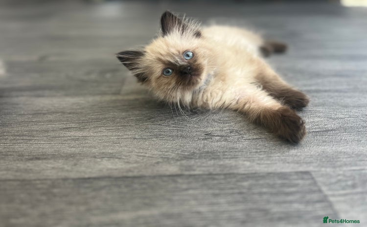 Ragdoll cats - Advert 6