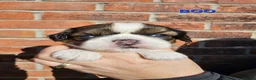 Shih Tzu dogs for sale:  💞 PURE STANDARD SHIH TZU 💕 - Advert 24
