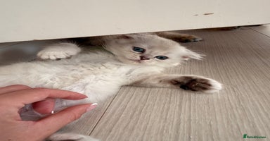 Scottish Fold cats - Advert 4